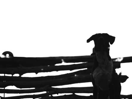 A young hound reflected in the water of a pond with a striking wooden gate.の写真素材
