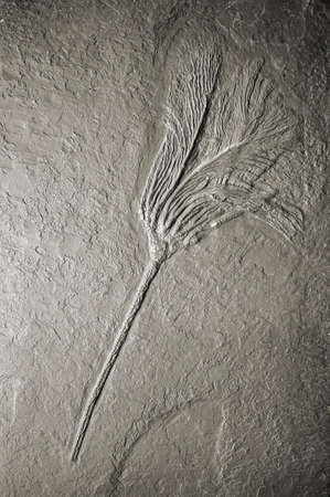 The stone cast a spring-shaped crest of feathers, fossil.の写真素材
