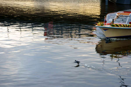 An excursion boat for boat rides in the canals of Amsterdam.の写真素材
