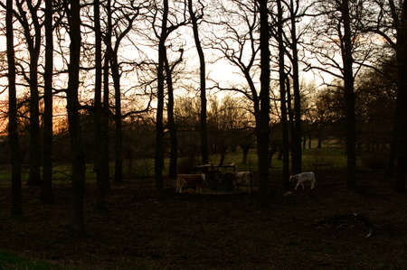 A herd of white cows standing under a thicket of trees at dusk During a sunset.の写真素材