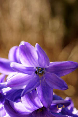 The closeup of Garden Hyacinth in a garden bed in the sunshine.の写真素材