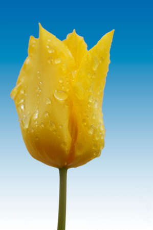 The portrait of a isolated yellow tulip after the rain.の写真素材