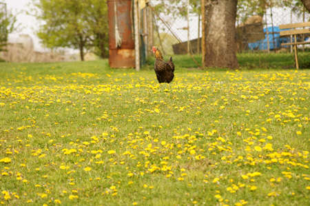 A chicken is standing on a flower meadow with dandelions.の写真素材