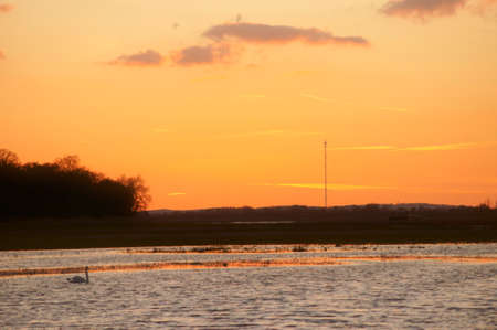 A swan swims during a sunset on a river. Recorded on the Elbe, a nature reserve on the Elbe.の写真素材