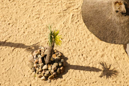 The aerial view and top view of a sandy beach with an umbrella and a palm tree.の写真素材