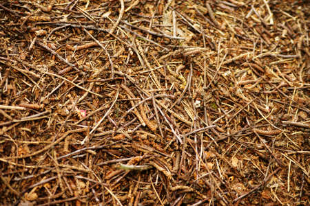 A anthill in the beginning withs ants on pine needles and twigs.