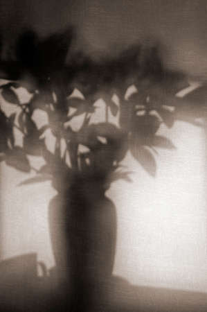 The shadow projection of a vase with flowers on the rough surface of a wall.の写真素材