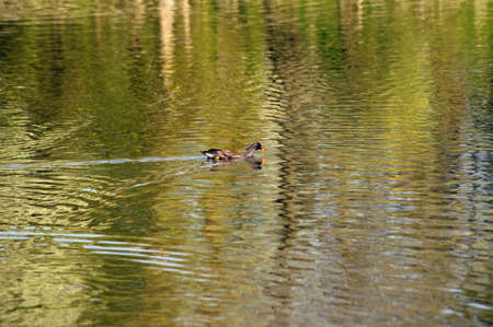 A Moorhen plows through the abstract surface of a water body.の写真素材