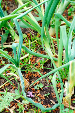 A string of onions in a vegetable patch.の写真素材