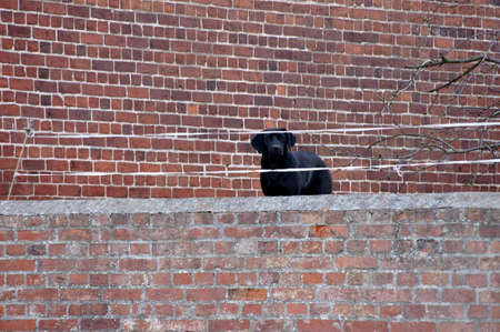 A black dog stands on a brick wall and guarded a courtyard.の写真素材