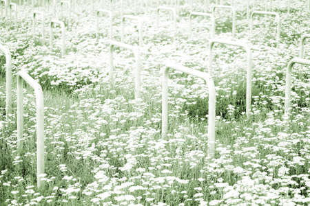 A number of bike racks standing on a meadow with Common yarrow.の写真素材