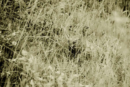 A female pheasant, hen, hidden among grasses, where she has a nest.の写真素材
