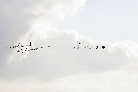 A flock of wild geese flying under brightly lit clouds in fine weather.の写真素材