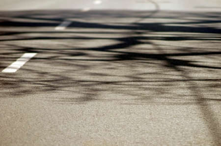 The shadows of twigs and branches on the road surface of a road.の写真素材