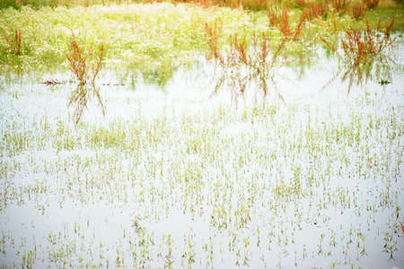 A smooth and clear pond in a wild meadow with reflections from erupting grasses.の写真素材