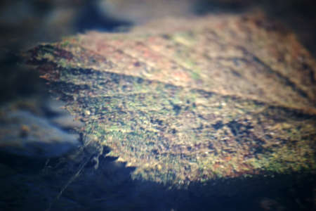 A rotting leaf in autumn under a clear water surface.の写真素材