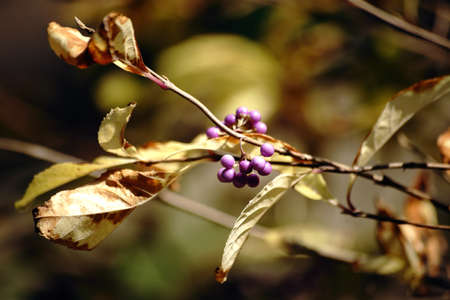 The ripe purple berries and grape-like fruit bunch of the Callicarpa Japonica.の写真素材