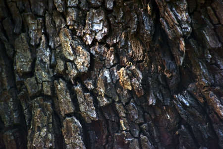The closeup of bark of a Service tree, Sorbus domestica.