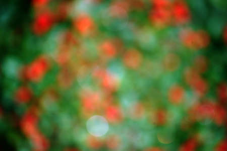 The blur and abstract closeup of red berries of a bush in the autumn.の写真素材