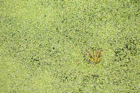 The close-up of a frog hiding in a pond between duckweed and just its head is sticking out the plants.の写真素材