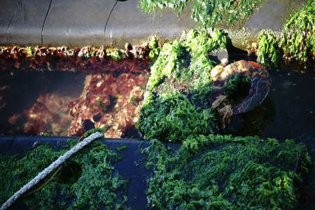 A boat mooring of rails and steel with rust and algae.