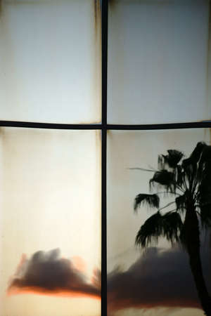 Abstract Reflection of a palm tree and a sunset in the mirror glass.