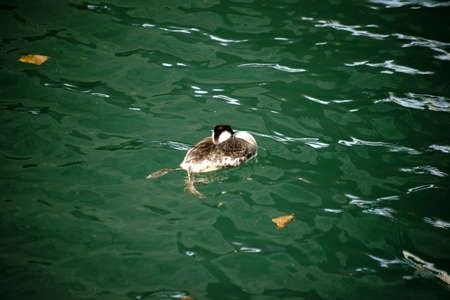 A duck swims on a abstract rippled water surface.の写真素材