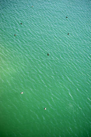 The plan view and bird's eye view of a group of waterfowls, coots and ducks at the edge of a lake.の写真素材