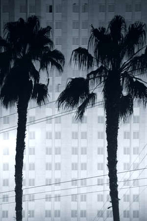 The Night Scene of a hight-rise building and hotel with palm trees in front of the windows.の写真素材