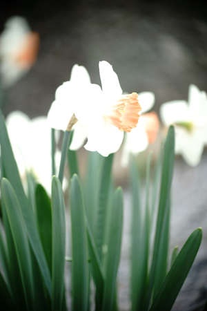 The close up of daffodils in a garden bed in the sunshine.の写真素材
