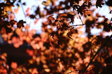 The bright red leaves of a maple tree in spring.