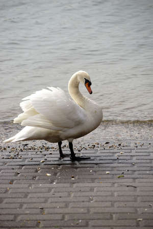 The Portrait of a white swan standing on the edge of a body of water.の写真素材