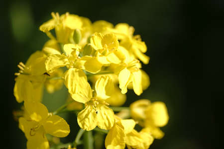 The closeup and top view of a blooming yellow rape flowers in sunlight.