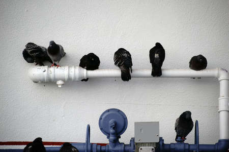 A flock of pigeons sitting in row on the tubes of a house water connection.の写真素材