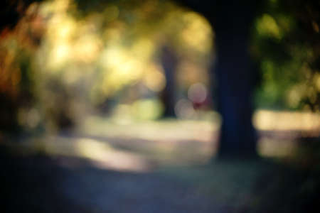 The abstract and blurred silhouettes and outlines of a park landscape in autumn.の写真素材