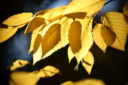 The yellow leaves of yellow birch in autumn in the backlight.の写真素材