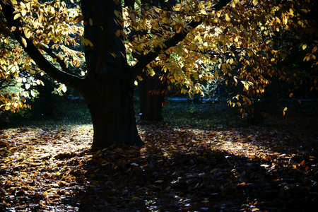 Light under a beech with a carpet of yellow leaves in autumn.の写真素材