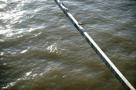 A group of seagulls sits on a pole that protrudes from a bridge.の写真素材