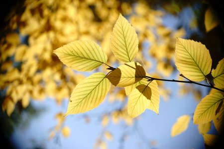 The yellow leaves of yellow birch in autumn in the backlight.   