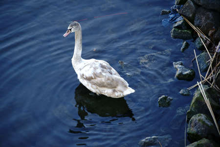 The closeup of a young swan on the bank of a river next to shot New Year's Eve rockets.の写真素材