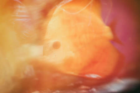The motion blurry close-up of a discus fish in an aquarium.の写真素材
