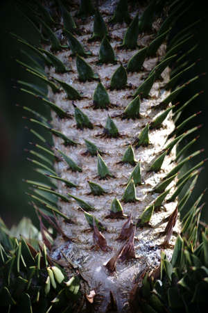 The close-up of the thorny tree trunk of the Monkey-puzzle tree, Araucaria araucana.の写真素材
