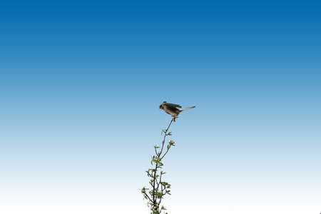 The isolated side view on a falcon on a branch.                         の写真素材