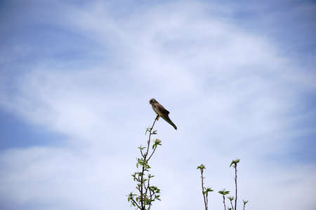 The side view of a resting falcon on a branch.