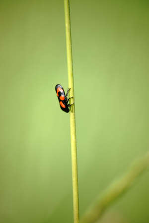 The macro photograph of a Cicada, Cercopis vulnerata, on a blade of grass.