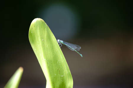 The closeup of a blue dragonfly, Azure Damselfly, which sits on the top of a water plant in muddy...