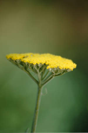 The yellow flowers of the Achillea clypeolata of a perennial via close-up.