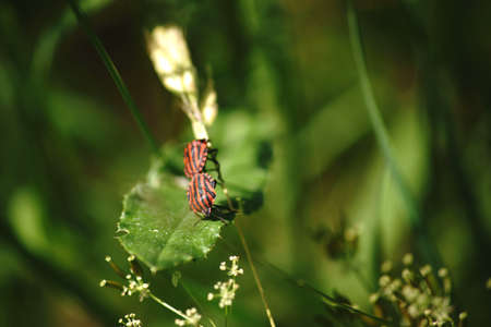 The macro closeup of a bug on an isolated cone.                           の写真素材
