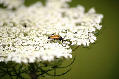 A longhorn beetle Stictoleptura fulva eats on a blossom.