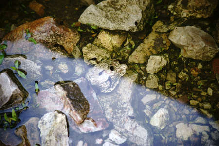 Tadpoles swim and hide in the mud and on the edge of a pond.の写真素材
